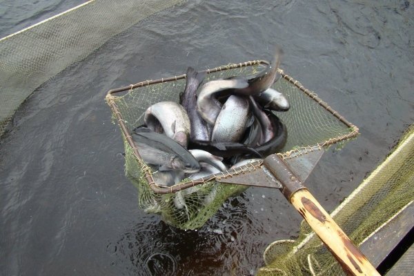 Які види риб найчастіше беруть для зариблення водойм