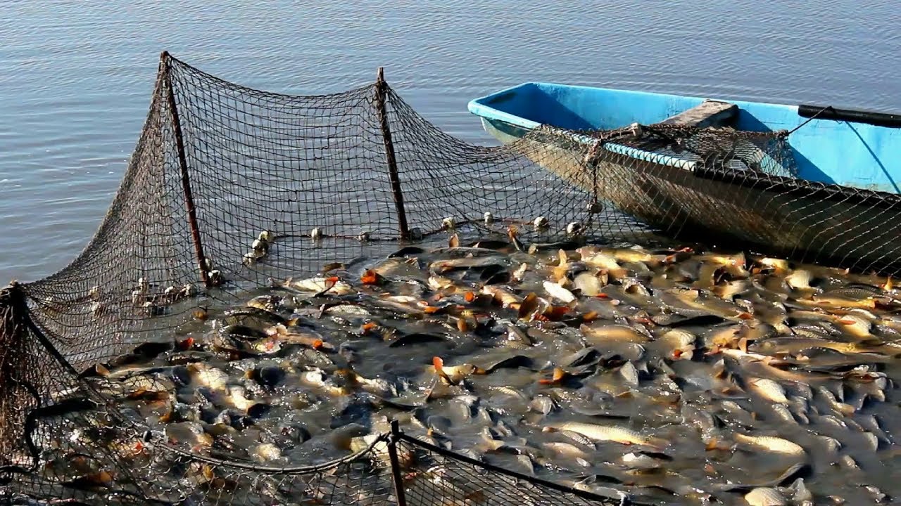 Пропонуємо вашій увазі кілька цікавих відео