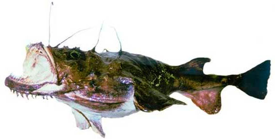 Морский чорт.