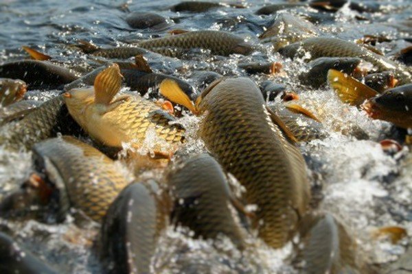Як вибрати рибу в залежності від призначення водоймища