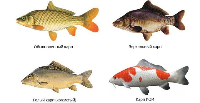 Види коропа:
