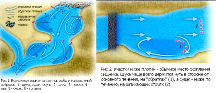 Як визначити яка риба мешкає у водоймах?