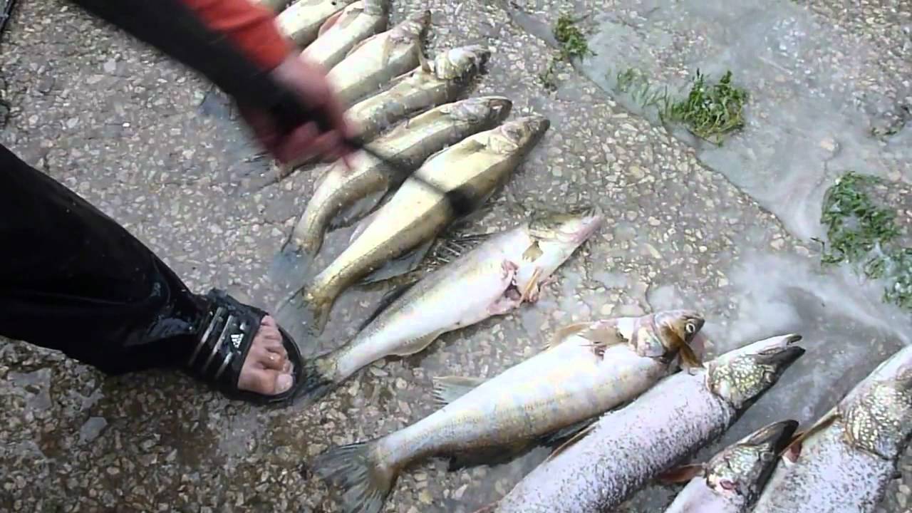 5 спосіб - Чистимо окуня за допомогою "Керхера" - під високим напором води.