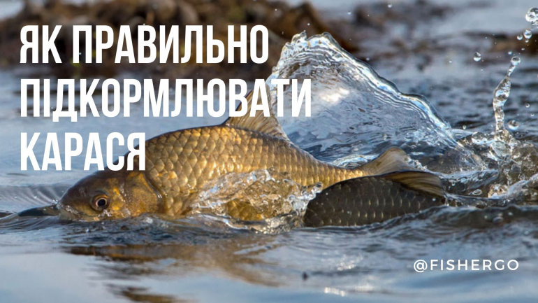 Як правильно підкормлювати карася