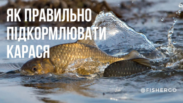 Як правильно підкормлювати карася