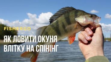Як ловити окуня влітку на спінінг