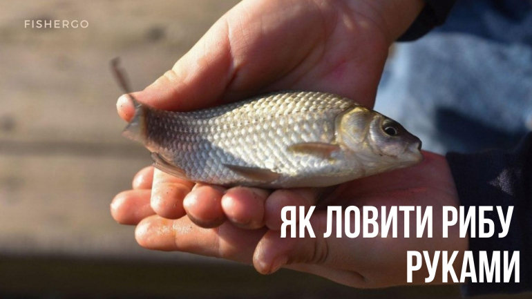 Як ловити рибу руками