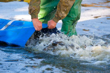 Зариблення водойми. Як зариблювати ставок
