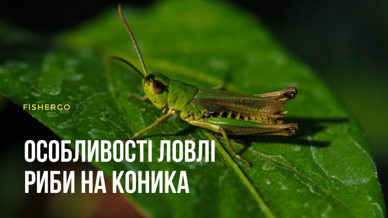 Особливості лову риби на коника