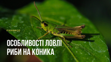 Особливості лову риби на коника