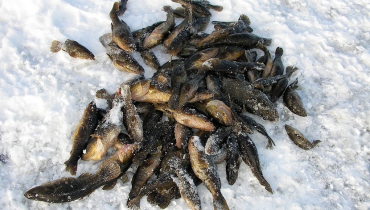 Ловля ротана взимку