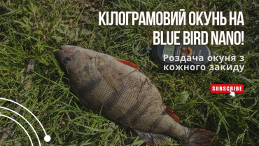 Кілограмовий окунь на Blue Bird Nano! Риболовля на хижака. Ловля окуня. Рибалка на природі.